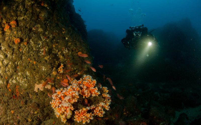 night diver malaga scuba diving with torch at night