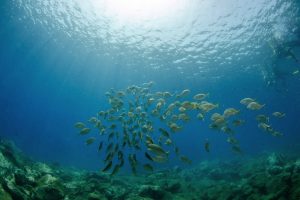 Malaga Diving Gallery 2 Diver malaga diving gallery 2 scuba diver underwater reef