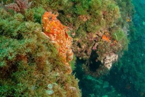 Scorpion Fish Malaga Camouflaged on Reef