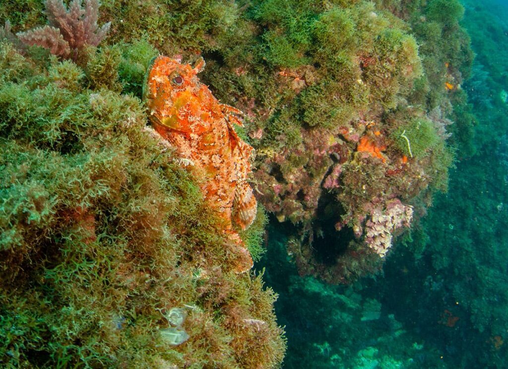 Scorpion fish camouflaged on rocky reef
