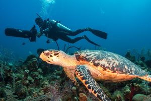 marine life marbella underwater reef fish costa del sol diving