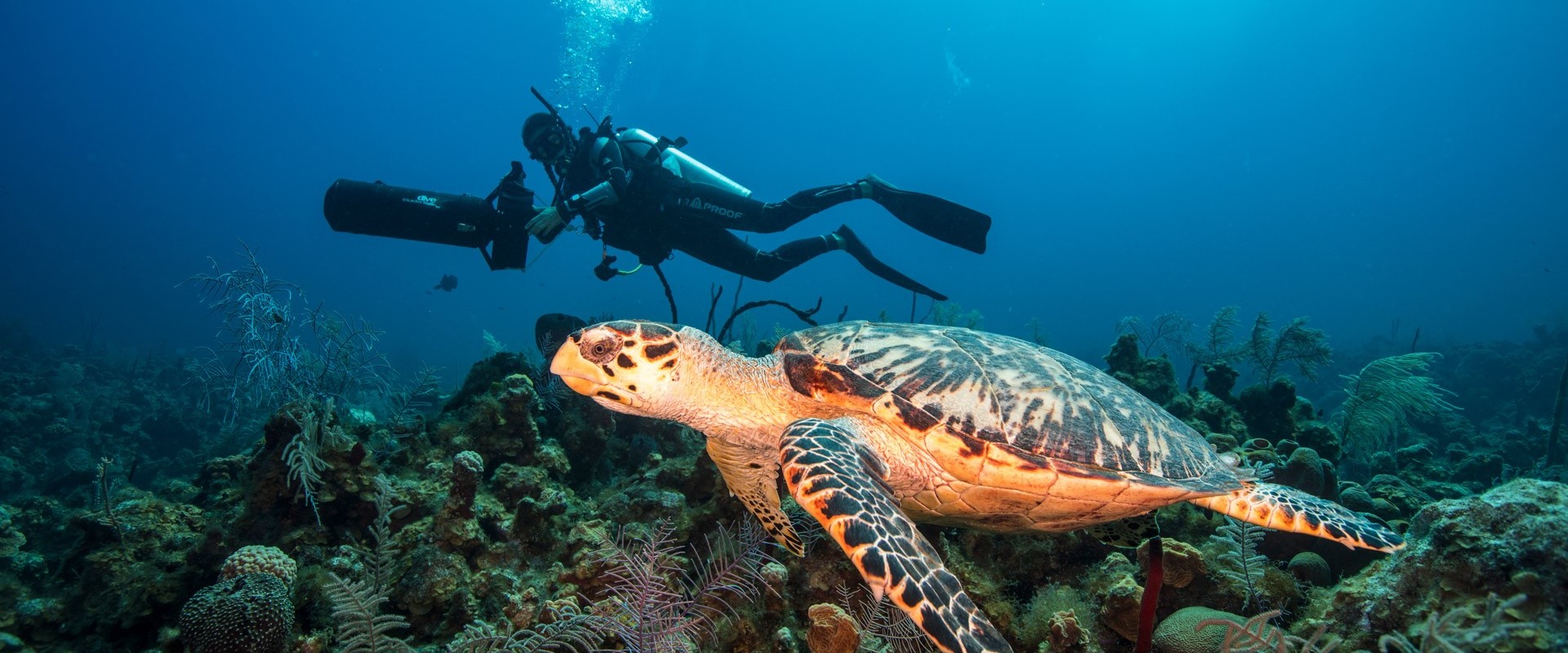 Following a turtle with a DPV