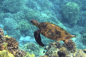 turtles costa del sol swimming underwater costa del sol spain