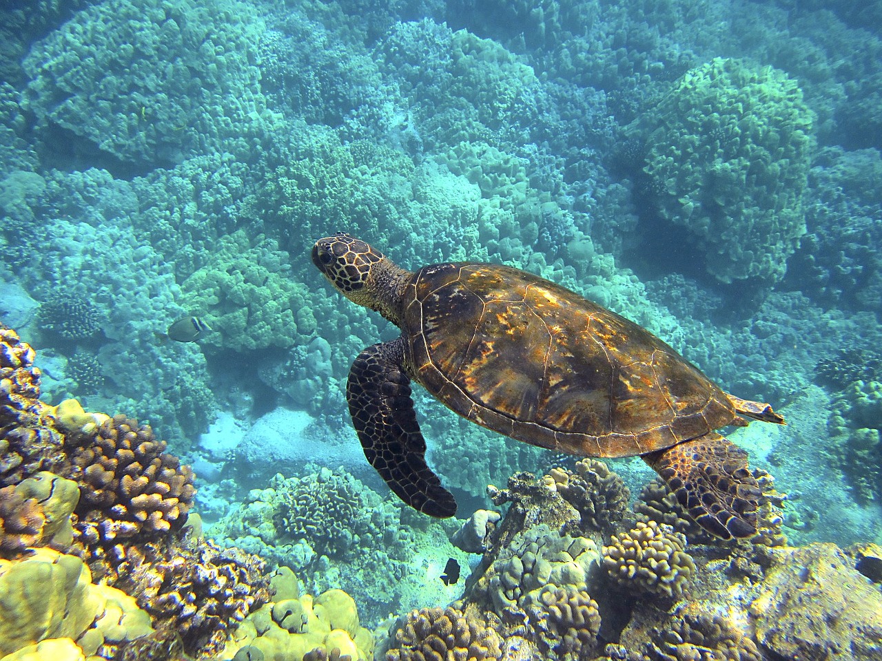 Turtle swimming over reef