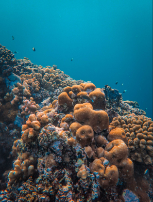 Rocky Mediterranean reef formation with algae typical of Estepona dive sites