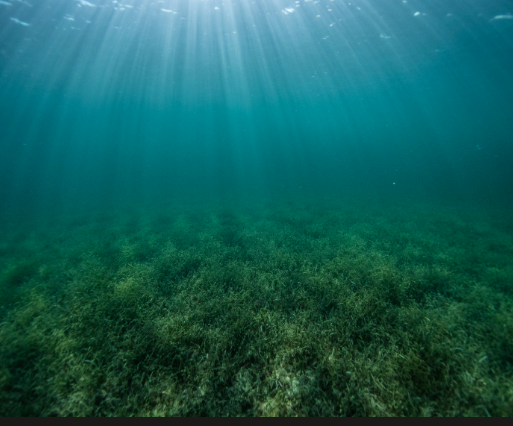 Sunlit Mediterranean seagrass bed with juvenile fish in Estepona