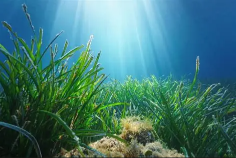 Mediterranean seagrass growing on sandy seabed in Estepona