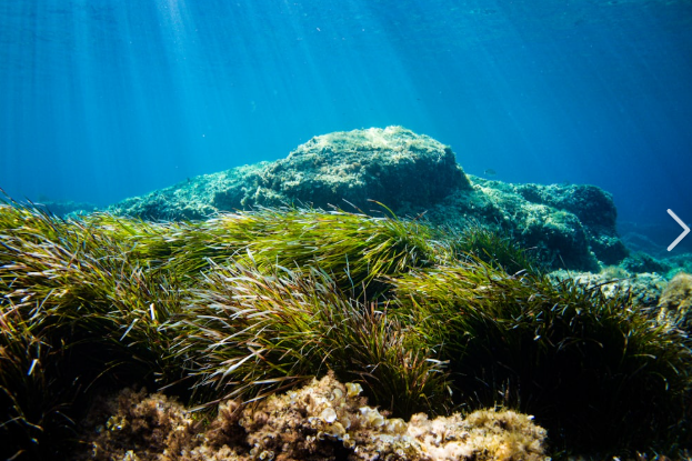 Shallow Posidonia seagrass meadow in Estepona with sandy seabed